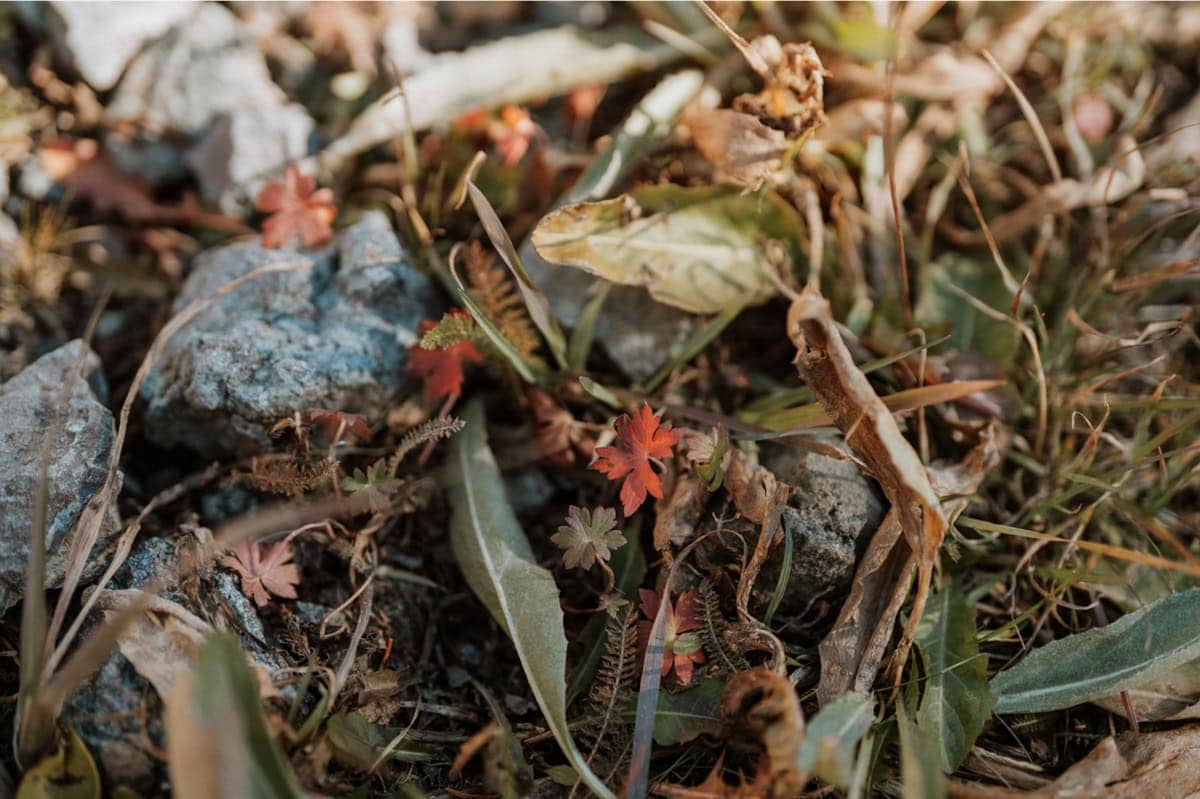 Small alpine flowers and foliage during a San Juan elopement in Colorado.
