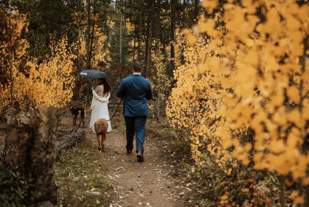 Couple walking hand-in-hand with their dogs through golden aspen trees during peak fall colors.